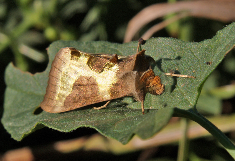 Diachrysia chrysitis Noctuidae